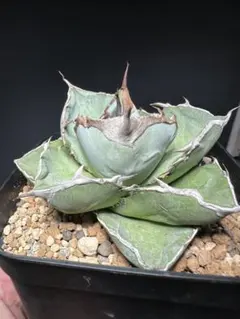 2025年最新】アガベ チタノタブルー 実生選抜の人気アイテム