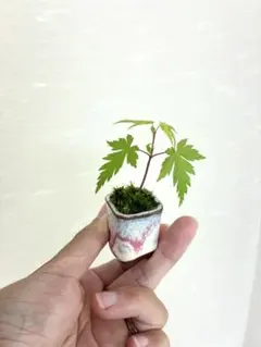 紅葉 ミニ盆栽 苔仕立て 小品盆栽 和インテリア モミジ 盆栽のサムネイル