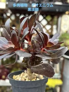 多肉植物　アオエニウム　黒法師　抜き苗のサムネイル