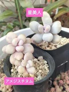 2026年最新】星美人 多肉の人気アイテム - メルカリ