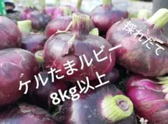 【栽培期間中農薬不使用】赤玉ねぎ（新玉ねぎ、8kg以上）のサムネイル