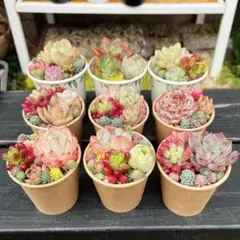 45 小さな寄せ植えいろいろセット✻多肉植物植え替えOK✻速達発送