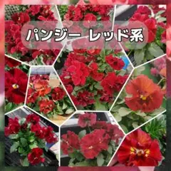 わか様 リクエスト 3点 まとめ商品