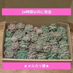 プロリフィカ、箱いっぱい♥カット苗①