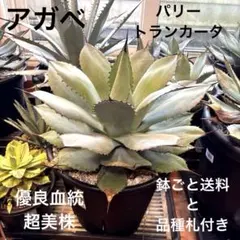 超優血統大型親株からの3年目成長子株❣️アガベチタノタ黒帝斬ハデス