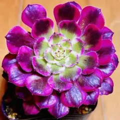 多肉植物⭐️ブラックカッパーホワイト⭐️韓国苗育成 抜き苗 g50のサムネイル