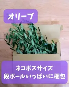 オリーブ切り枝 20本 挿し木用 挿し穂 - メルカリ