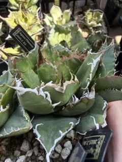 2026年最新】アガベイラン株の人気アイテム - メルカリ