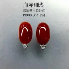 2025年最新】高知県産血赤珊瑚の人気アイテム - メルカリ