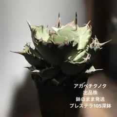 超優血統大型親株からの3年目成長子株❣️アガベチタノタ黒帝斬ハデス❣️送料と品種札付 超優血統大型親株からの3年目成長子株❣️アガベチタノタ黒帝斬ハデス