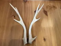 鹿の角　1対　約40cm