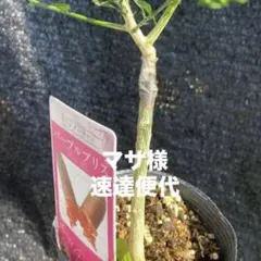 速達便代¥410のサムネイル