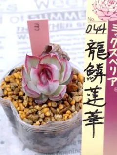 2026年最新】龍鱗蓮華の人気アイテム - メルカリ