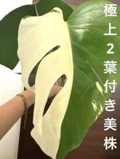 2025年最新】斑入りモンステラ ホワイトタイガーの人気アイテム