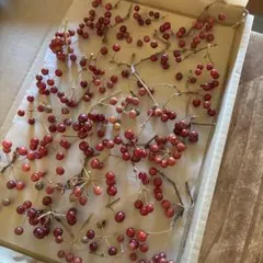 花材　サンキライ　ドライフラワー 艶のある赤い実 短い枝もののサムネイル