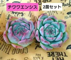 ひろりん様 リクエスト 2点 まとめ商品