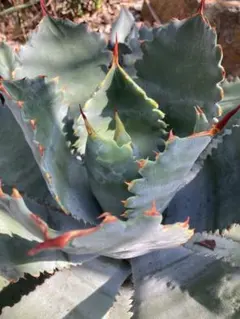 耐寒性アガベ クレイジーホース美形◇南国ドライガーデン多肉サボテン