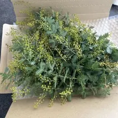 ミモザ　アカシア　フレッシュ　銀葉アカシア　蕾