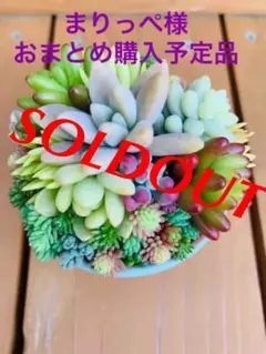 そのまま飾れる♫招き猫♫リメ鉢付き多肉植物ちまちま寄せ植え♫補充用苗おまけ付き♫