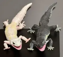 いきもの大図鑑　ヒョウモントカゲモドキ