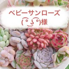 ベビーサンローズ( ͡° ͜ʖ ͡°)様 リクエスト 2点 まとめ商品