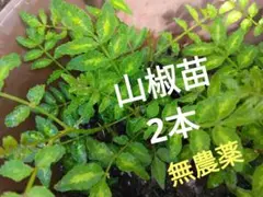 山椒・苗2本・無農薬のサムネイル