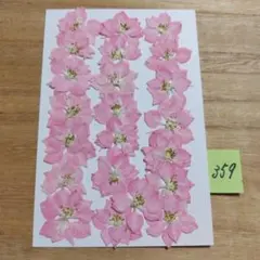 押し花〈千鳥草〉ピンク 359