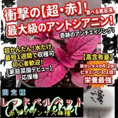 レッドベルベット　固定種　種子　赤アマランサス　種のサムネイル