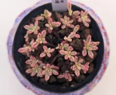 2025年最新】小人の祭り錦の人気アイテム - メルカリ