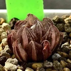 み*し様 雪花オブツーサ錦　超美株　ハオルチア　観葉植物　50