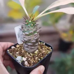 パキポディオイデス　現地球　発根済み euphorbia pachypodioides《M size 》※現地球発根後店主国内管理