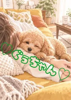 《一点限り》トイプードル 飼い主の腕に寄り添う犬