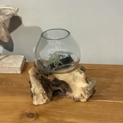 天然木×吹きガラス フィッシュボール アクアリウム オブジェL size 