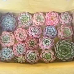 ☆多肉植物～カット苗詰め合わせセット F～ゆうパケットプラス