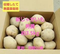 熊本県産 じゃがいも メークイン 10kg 無農薬 - メルカリ