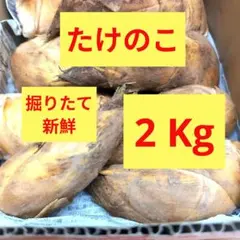 【4/17収穫予定】【当日発送16時〆】たけのこ 筍 箱込み 20kg 米糠付き 4/16収穫予定】【当日発送16時〆】たけのこ 筍 箱込み 5kg 米糠付き