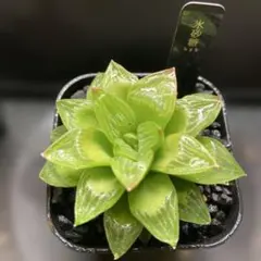 2026年最新】アロエハイブリッドの人気アイテム - メルカリ