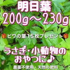 天然 明日葉200g〜230gビワの葉5枚プレゼントうさぎや小動物のおやつに♪