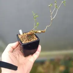 ミニ盆栽、盆栽、植木、植物、雑木、山野草、盆栽鉢