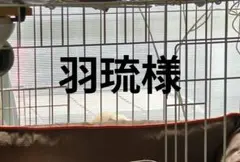 羽琉様専用