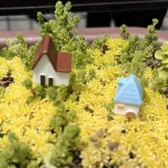 多肉植物　セダム　カット苗　箱いっぱい　詰め合せ　寄せ植えセット　フードパックのサムネイル