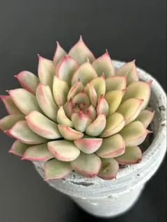 冬季限定出品再開中！ 多肉植物 エケベリア 女雛錦 小苗 ①