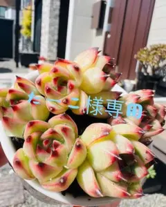 たーこ様 リクエスト 3点 まとめ商品