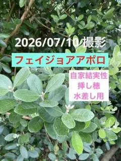 自家結実性 ❤️フェイジョア アポロ ❤️挿し穂用 10本のサムネイル