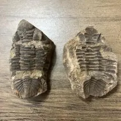 三葉虫 化石