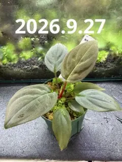 Homalomena sp. 