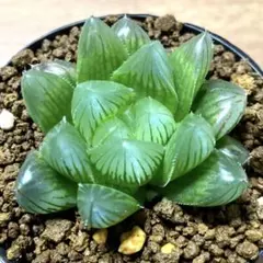 多肉植物 ハオルチア OB-1オブツーサ錦 鮮明錦 極上斑 - メルカリ