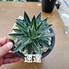 TARAKO様 リクエスト 2点 まとめ商品