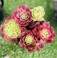 写真現物 海王 抜き苗 4号鉢 多肉植物 アエオニウム - メルカリ