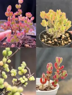 ネコポスで発送❣️多肉植物 ドロサンテマム キラキラ 4点セット カット12本